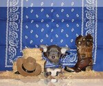 Puppy Wendall Chihuahua