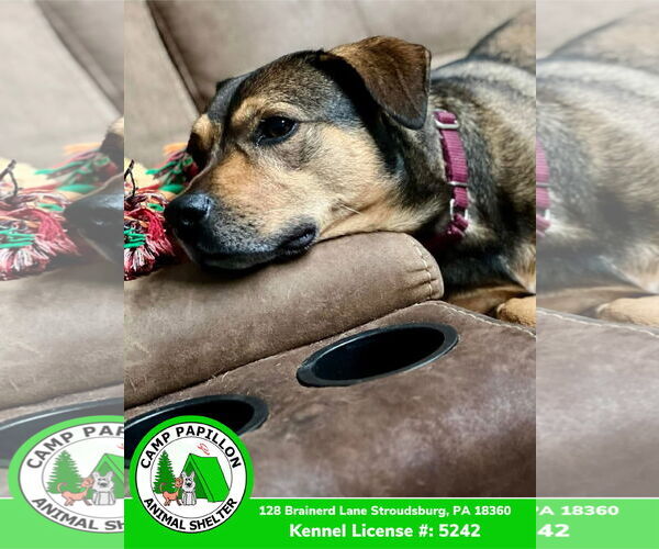 Medium Photo #8 Mutt Puppy For Sale in Stroudsburg, PA, USA