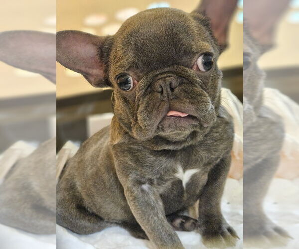 Medium Photo #1 French Bulldog Puppy For Sale in Lake elsinore, CA, USA