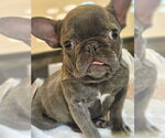 Small French Bulldog