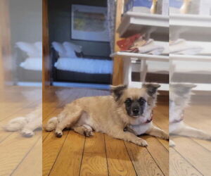 Cairanian Dogs for adoption in Lewistown, PA, USA
