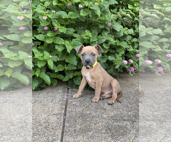 Medium Photo #1 Mutt Puppy For Sale in Euless, TX, USA