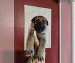 Small Photo #6 German Shepherd Dog Puppy For Sale in PORTAGE, IN, USA