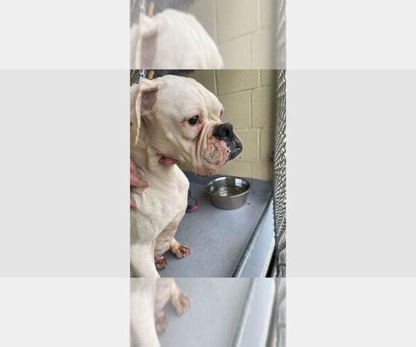 Medium Photo #4 Boxer Puppy For Sale in Austin, TX, USA