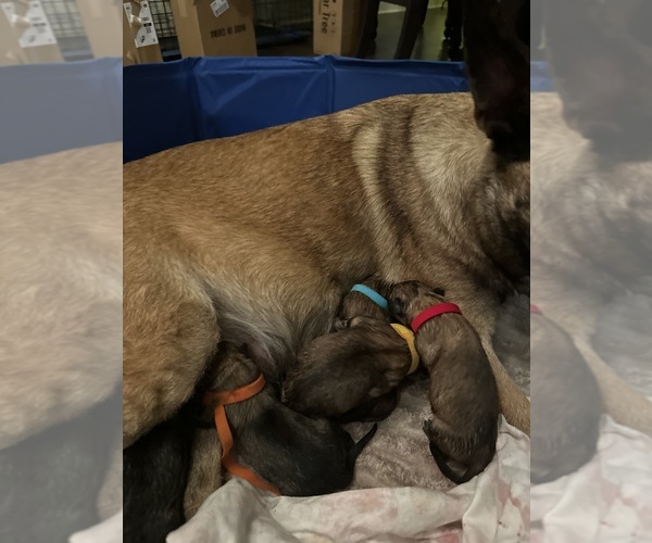 Medium Photo #2 Belgian Malinois Puppy For Sale in ATHENS, AL, USA