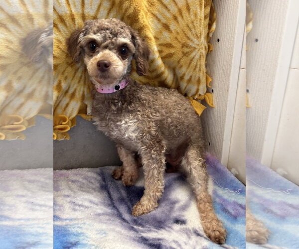 Medium Photo #1 Poodle (Miniature) Puppy For Sale in Pacolet, SC, USA