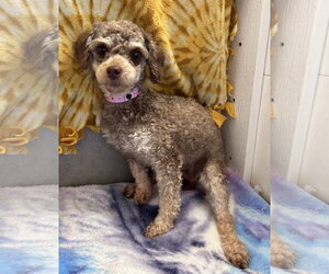 Poodle (Miniature) Dogs for adoption in Pacolet, SC, USA