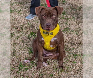 Cocoapup - Female American Pit Bull Terrier-Chocolate Labrador retriever Mix Dog for Adoption - Photo #11