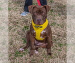 Small #10 American Pit Bull Terrier-Chocolate Labrador retriever Mix