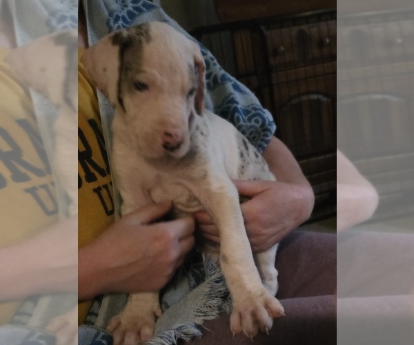 Medium Photo #2 Great Dane Puppy For Sale in MOLINE, IL, USA