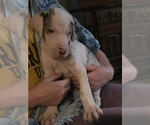 Small #1 Great Dane