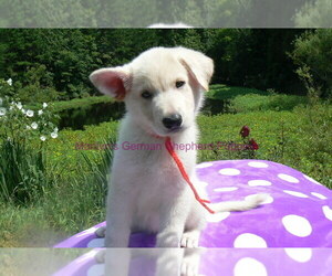German Shepherd Dog Puppy for Sale in PIEDMONT, Missouri USA