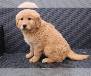 Golden Retriever Puppy for sale in BEDFORD, IN, USA