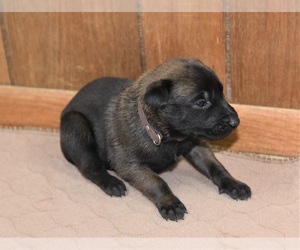 Belgian Malinois Puppy for sale in LA PINE, OR, USA