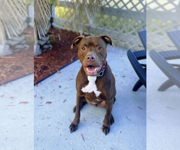 Medium Photo #1 Mutt Puppy For Sale in Sykesville, MD, USA