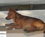Small #3 Feist Terrier-Miniature Pinscher Mix