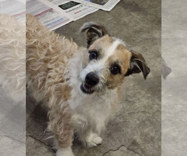 Medium Photo #1 Jack-A-Poo Puppy For Sale in Agoura Hills, CA, USA