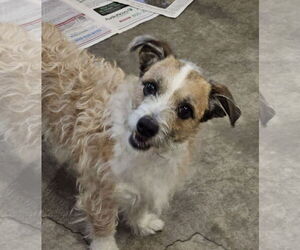 Jack-A-Poo Dogs for adoption in Agoura Hills, CA, USA