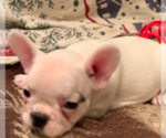 Small Photo #16 French Bulldog Puppy For Sale in MEDFORD, OR, USA
