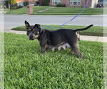 Small #1 American Staffordshire Terrier Mix