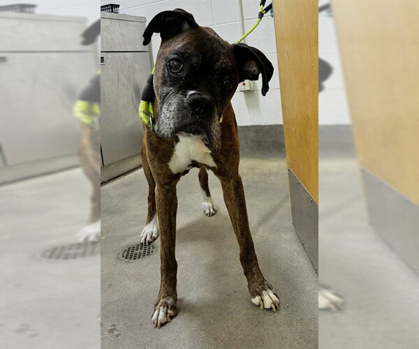 Medium Photo #1 Boxer Puppy For Sale in Forestville, MD, USA