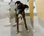 Small Boxer