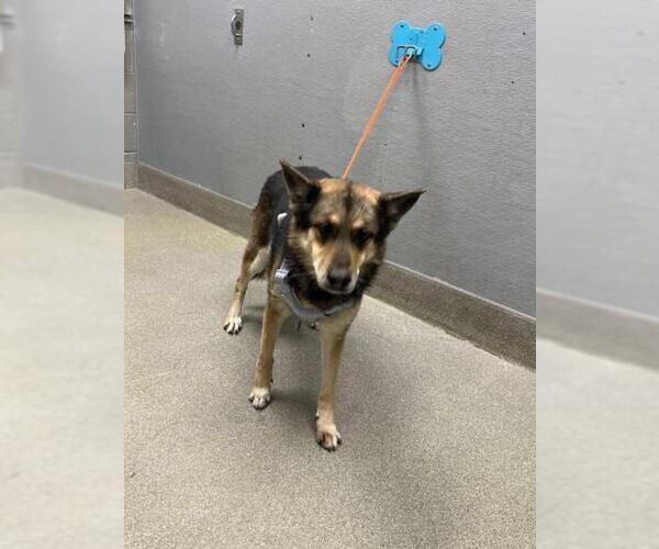 Medium Photo #1 German Shepherd Dog-Unknown Mix Puppy For Sale in Las Vegas, NV, USA