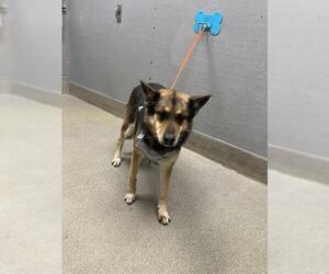 German Shepherd Dog-Unknown Mix Dogs for adoption in Las Vegas, NV, USA