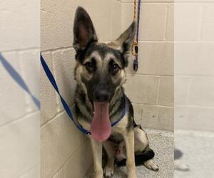 German Shepherd Dog Dogs for adoption in Conroe, TX, USA