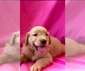 Golden Retriever Puppy for sale in SANTA ANA, CA, USA