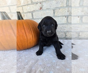 Labradoodle Puppy for sale in WILLIAMSTOWN, KY, USA