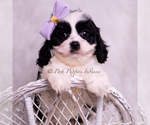 Puppy Jillian Cavapoo (Miniature)
