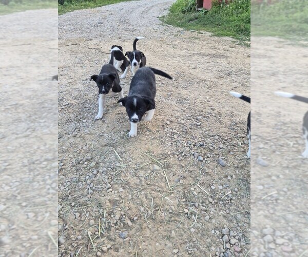 Medium Photo #6 Border Collie Puppy For Sale in PORTAGE, WI, USA