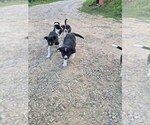Small #5 Border Collie