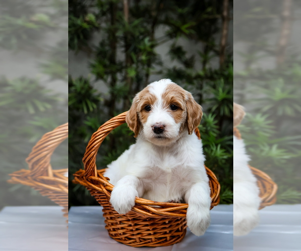 Medium Photo #4 Goldendoodle Puppy For Sale in MIAMI, FL, USA