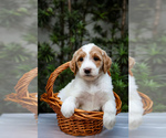 Small #2 Goldendoodle