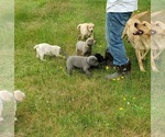 Small #19 Labrador Retriever