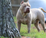 Small Photo #1 American Bully Puppy For Sale in POPLAR BLUFF, MO, USA