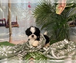 Small Photo #5 Shih Tzu Puppy For Sale in WINSTON SALEM, NC, USA