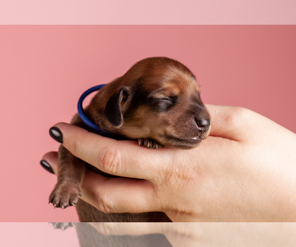 Medium Photo #9 Dachshund Puppy For Sale in CROWLEY, TX, USA