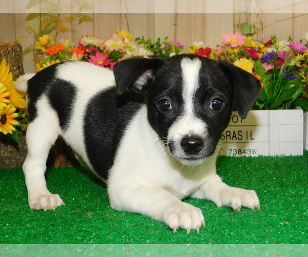 Medium Photo #4 Jack-Rat Terrier Puppy For Sale in HAMMOND, IN, USA