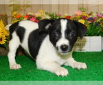Small Photo #4 Jack-Rat Terrier Puppy For Sale in HAMMOND, IN, USA