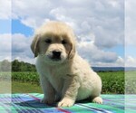 Small Photo #3 English Cream Golden Retriever Puppy For Sale in WAYNESBORO, PA, USA