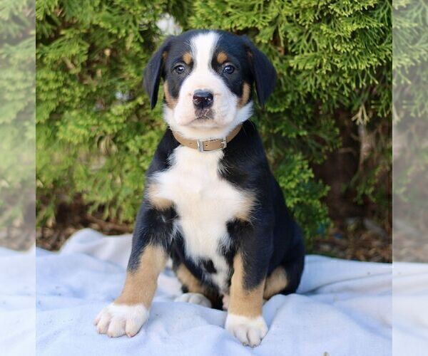 Medium Photo #3 Greater Swiss Mountain Dog Puppy For Sale in RONKS, PA, USA