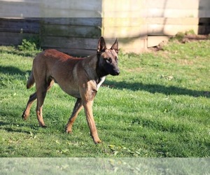 Father of the Belgian Malinois puppies born on 02/19/2023