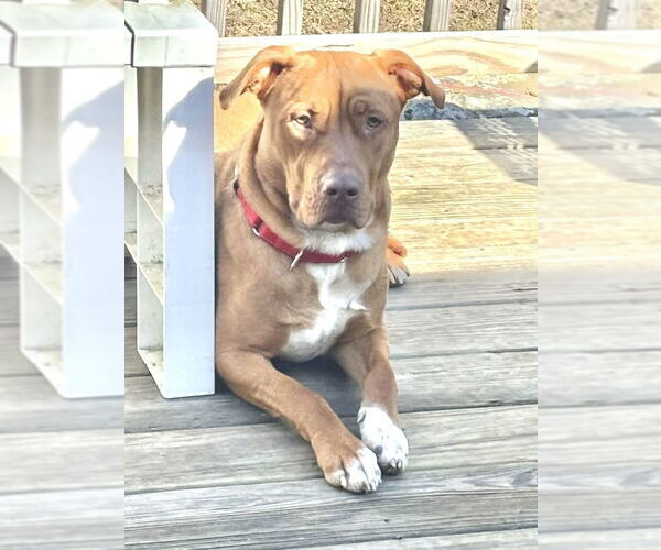 Medium Photo #15 American Pit Bull Terrier-Unknown Mix Puppy For Sale in Brewster, NY, USA