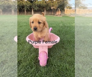Golden Retriever Puppy for sale in DENAIR, CA, USA