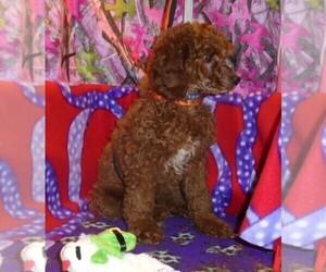 Poodle (Standard) Puppy for sale in HOWE, ID, USA