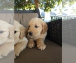 Small #3 Golden Retriever