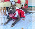 Small #1 American Pit Bull Terrier